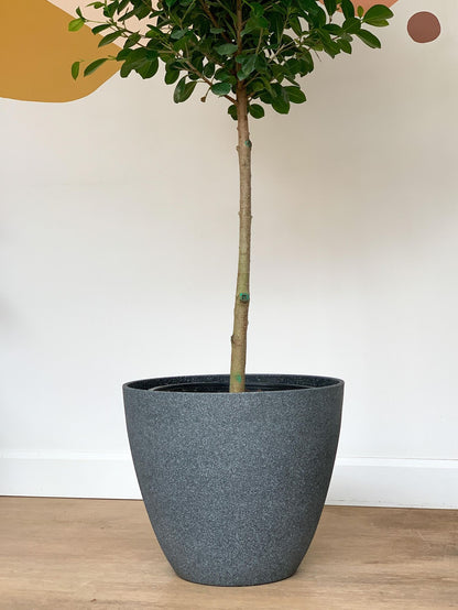 Pot en résine - gris - Alma Plantes