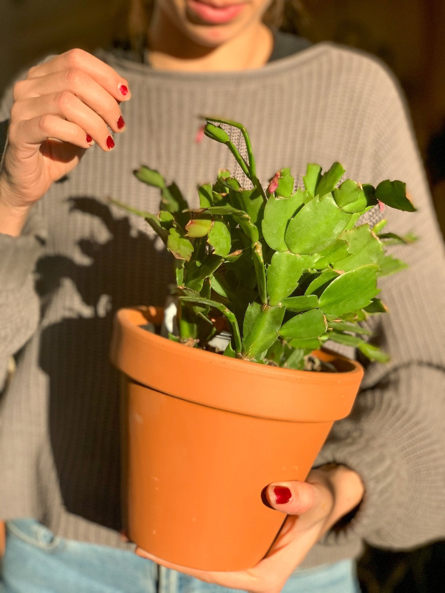 Pot en terre cuite classique - Alma Plantes