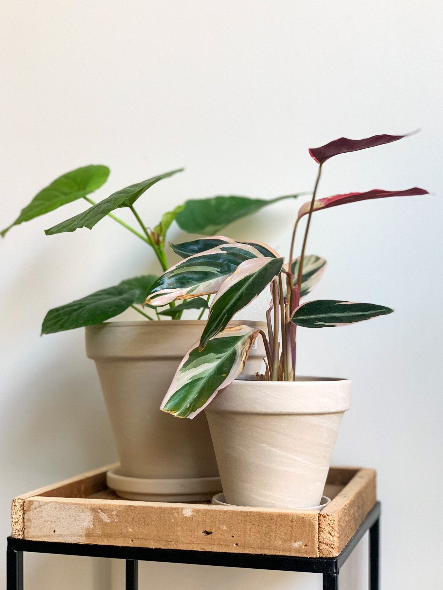 Pot en terre cuite - granite - Alma Plantes