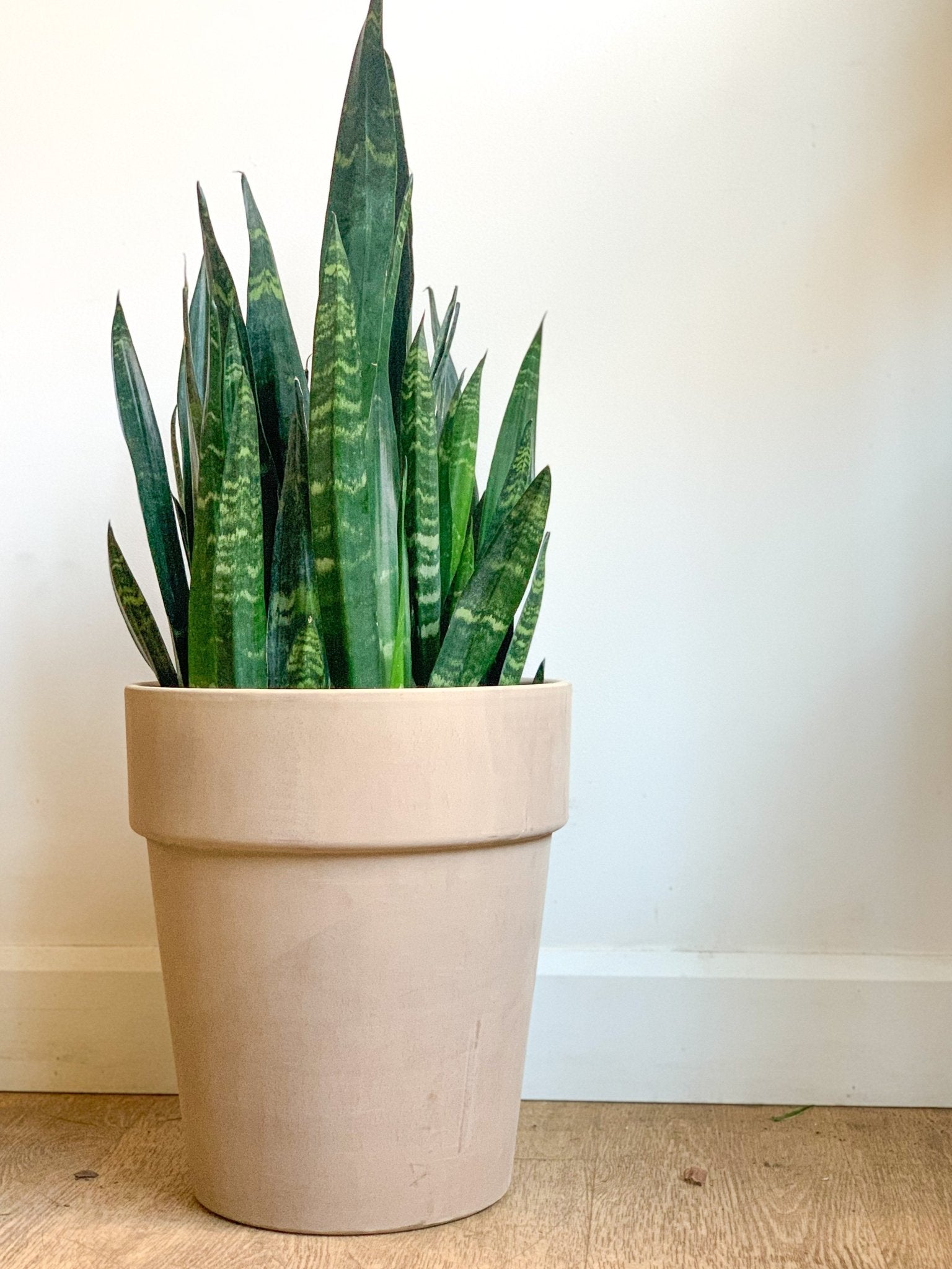 Pot en terre cuite gris - grand - Alma Plantes