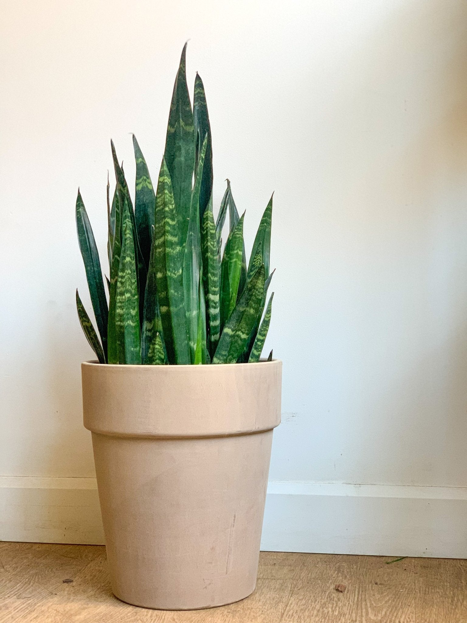 Pot en terre cuite gris - grand - Alma Plantes