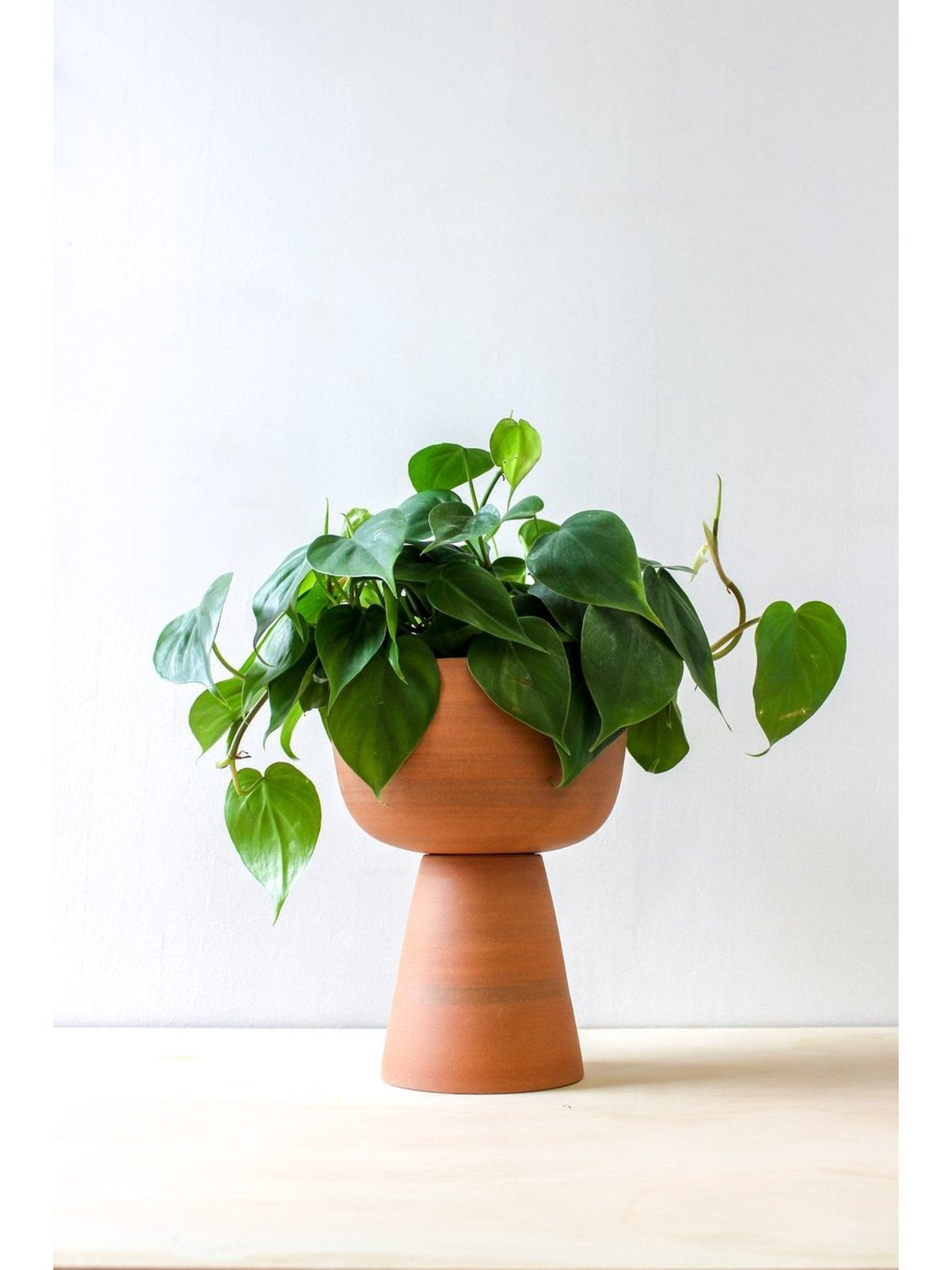 pot Guillaume - Alma Plantes