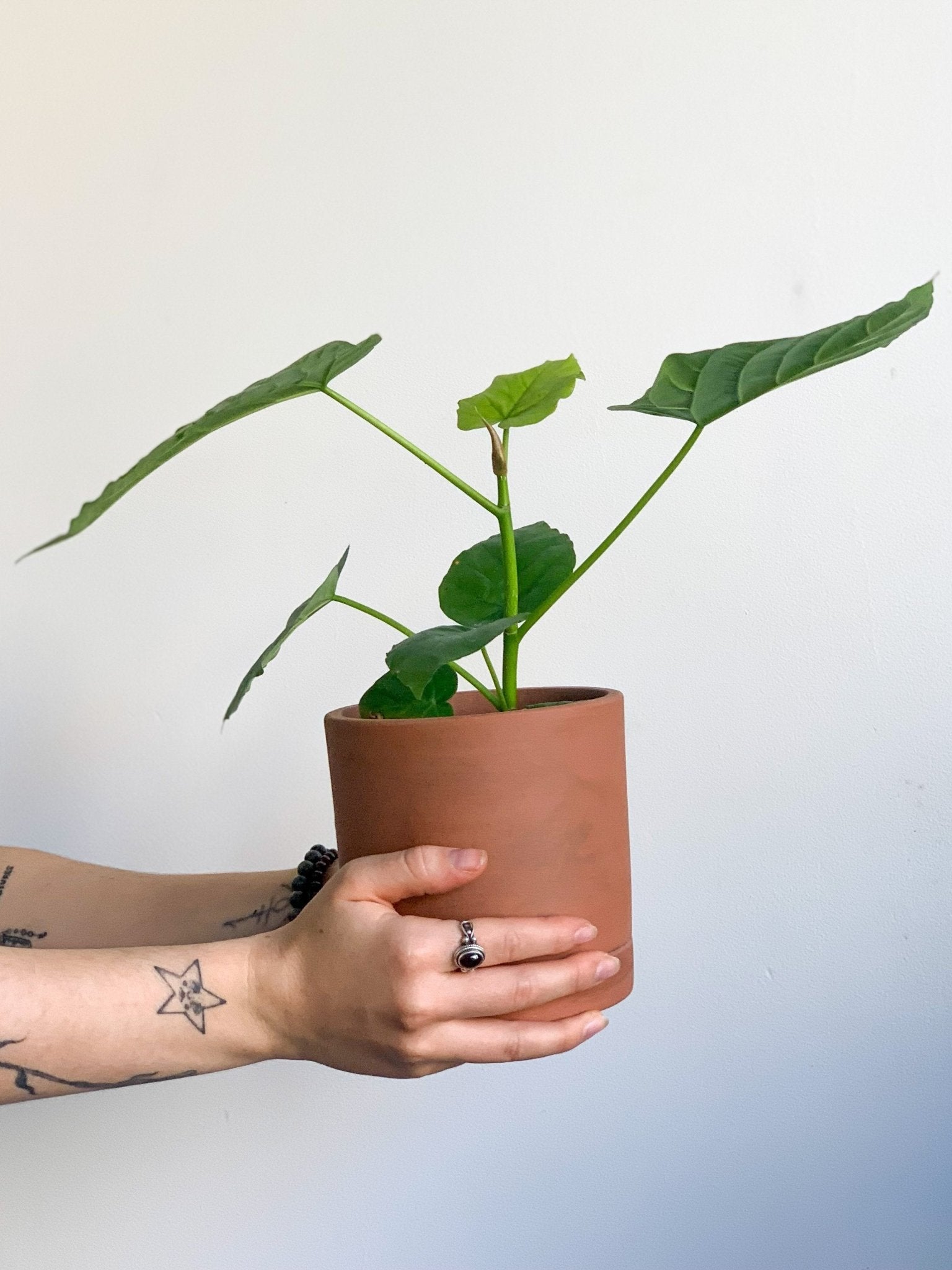 pot Karen - Alma Plantes