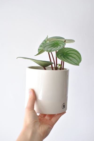 Pot lune blanc - Alma Plantes