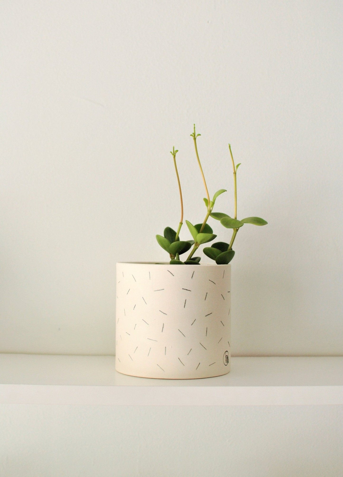 Pot lune 'confettis' - Alma Plantes