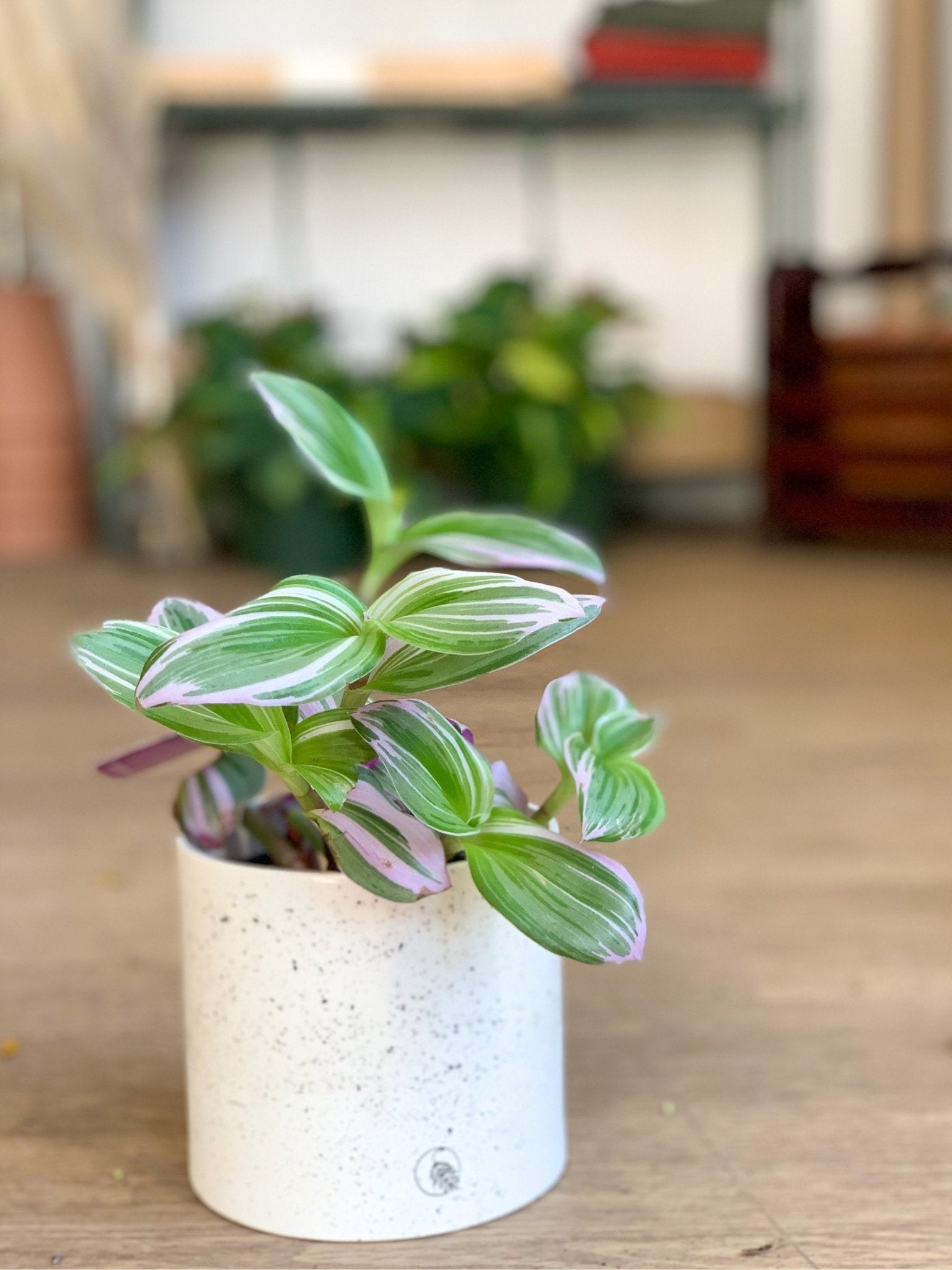 Pot lune 'éclats noirs' - Alma Plantes