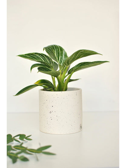 Pot lune 'éclats noirs' - Alma Plantes