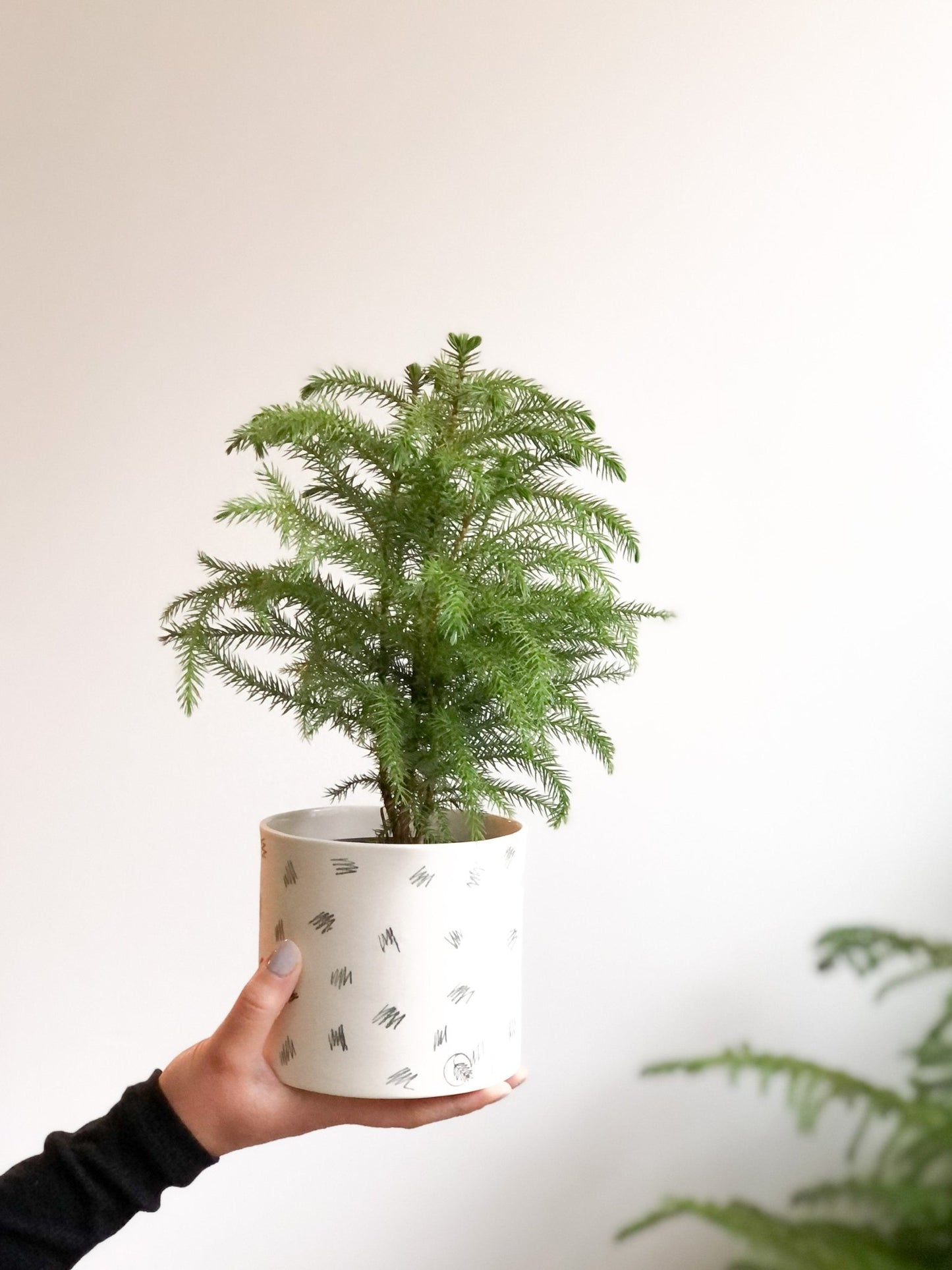 Pot lune 'gribouillis' - Alma Plantes