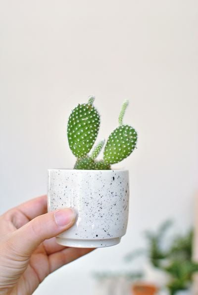 Pot mini - Alma Plantes