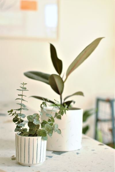 Pot mini - Alma Plantes