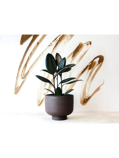 pot Rudy - Alma Plantes