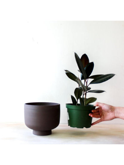 pot Rudy - Alma Plantes