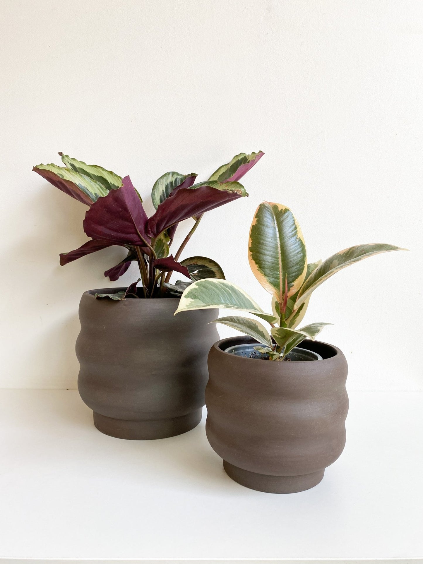 pot Sarah - Alma Plantes