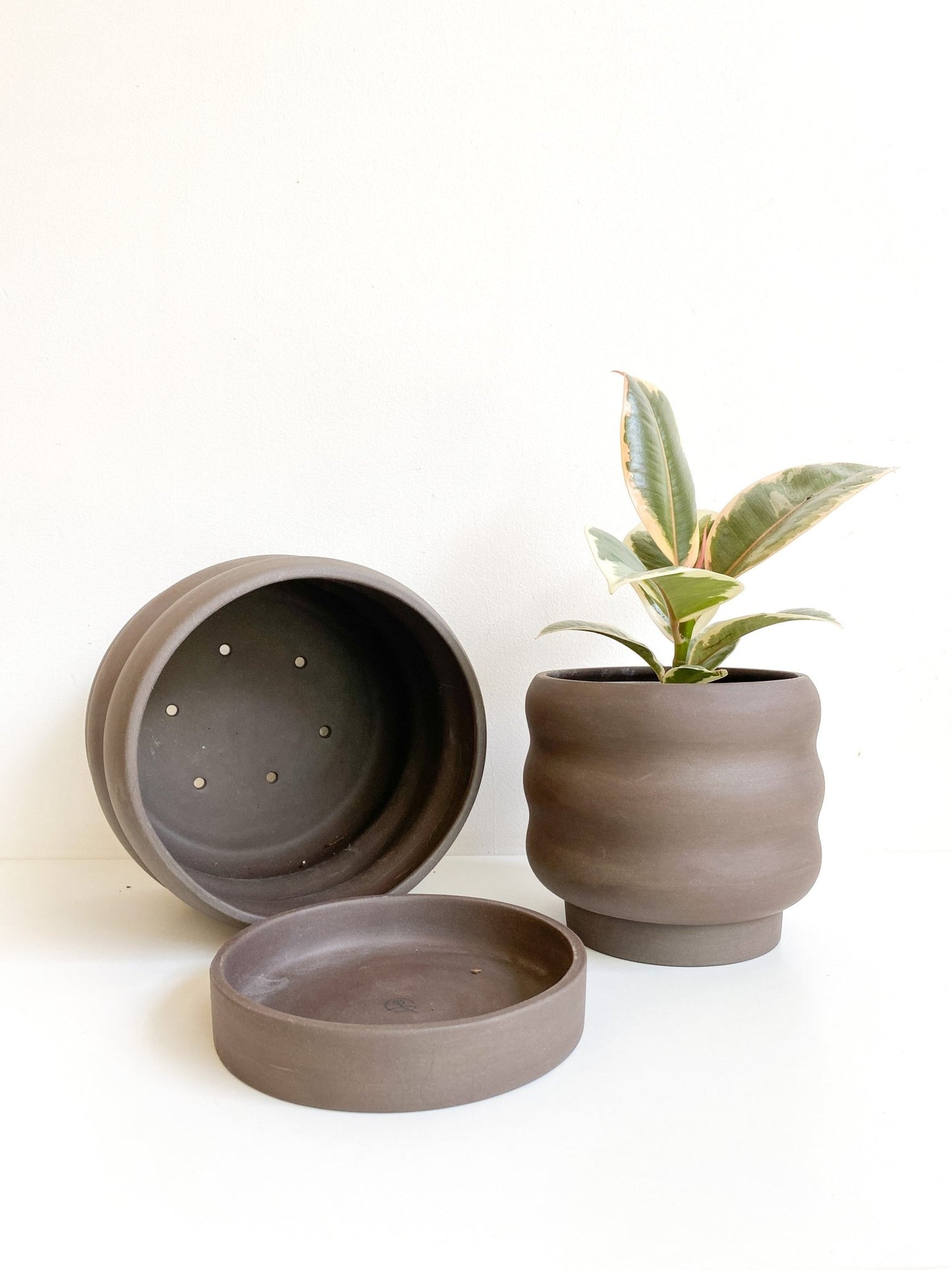 pot Sarah - Alma Plantes