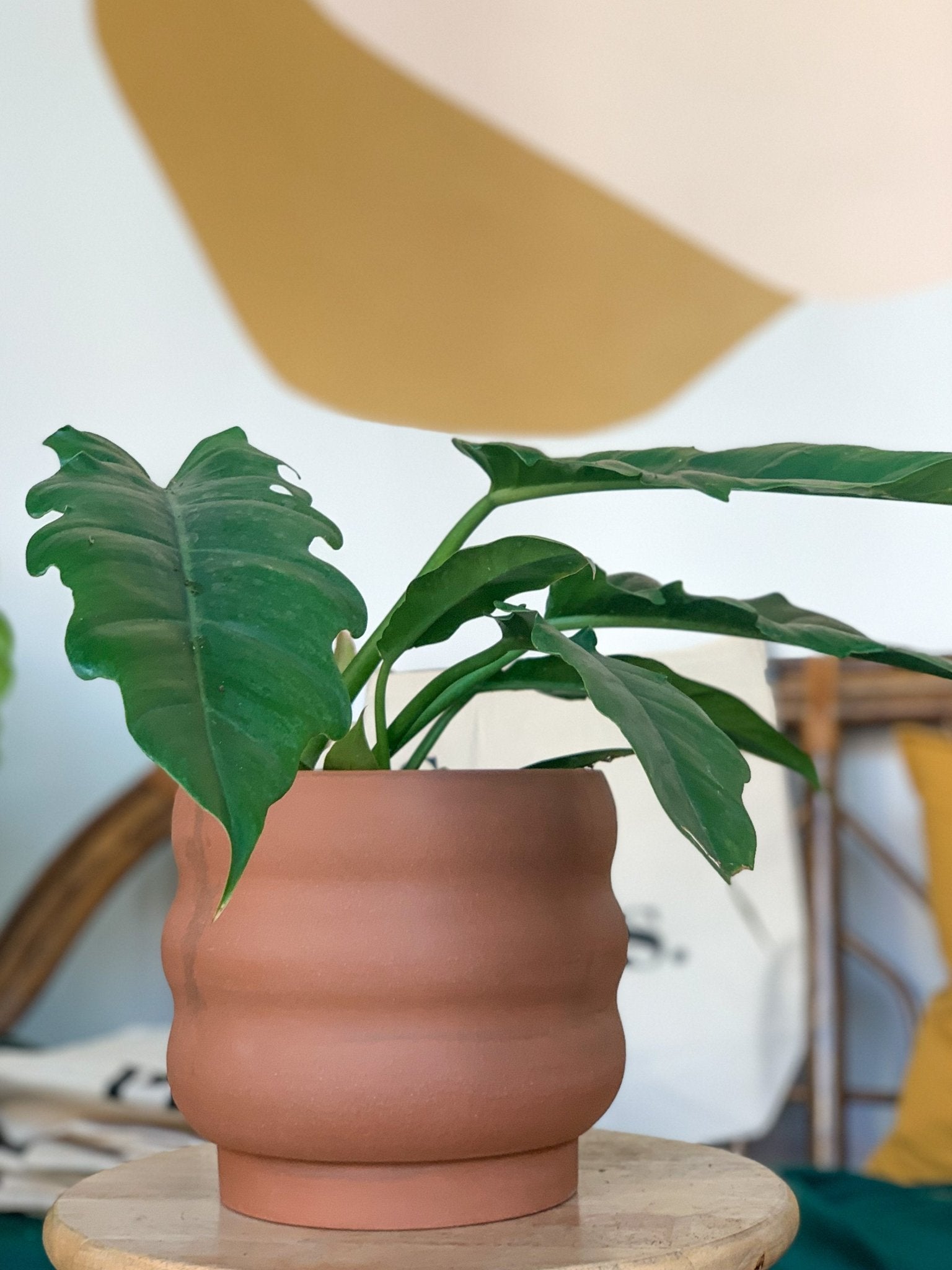 pot Sarah - Alma Plantes