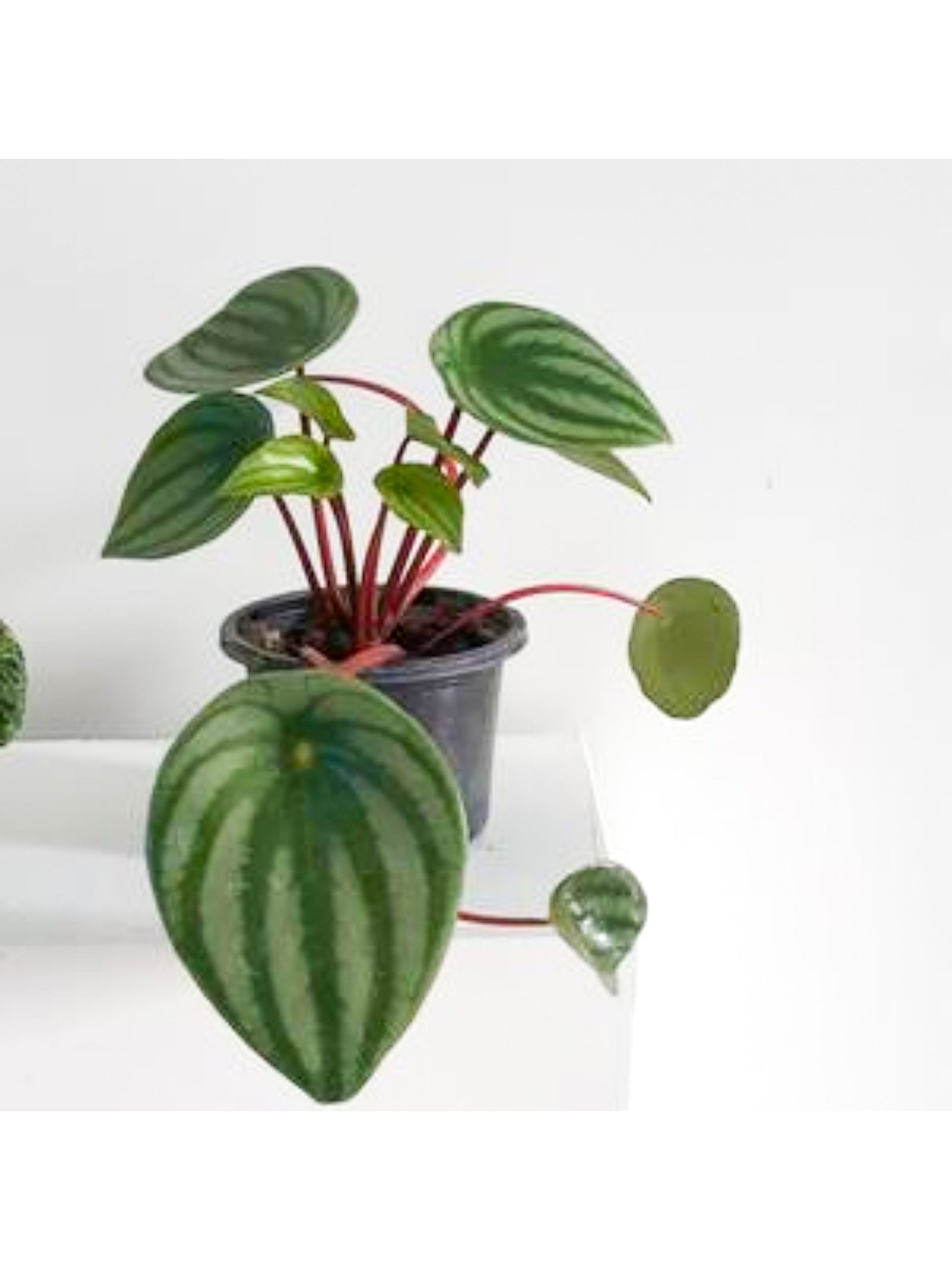 Winnie (Peperomia) 4 Po.