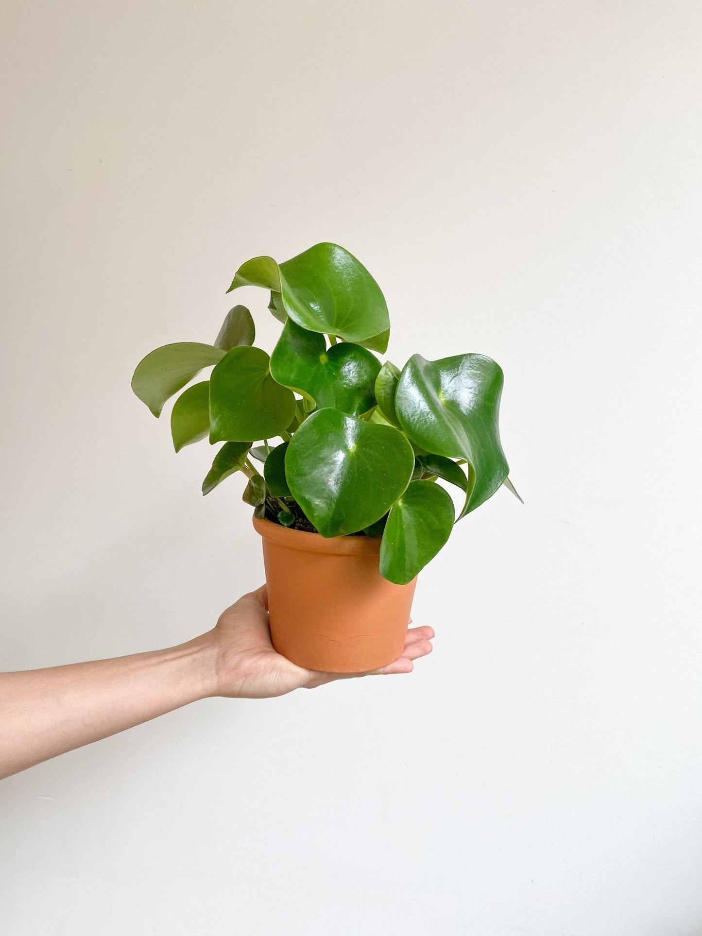 Rain (Peperomia) - Alma Plantes