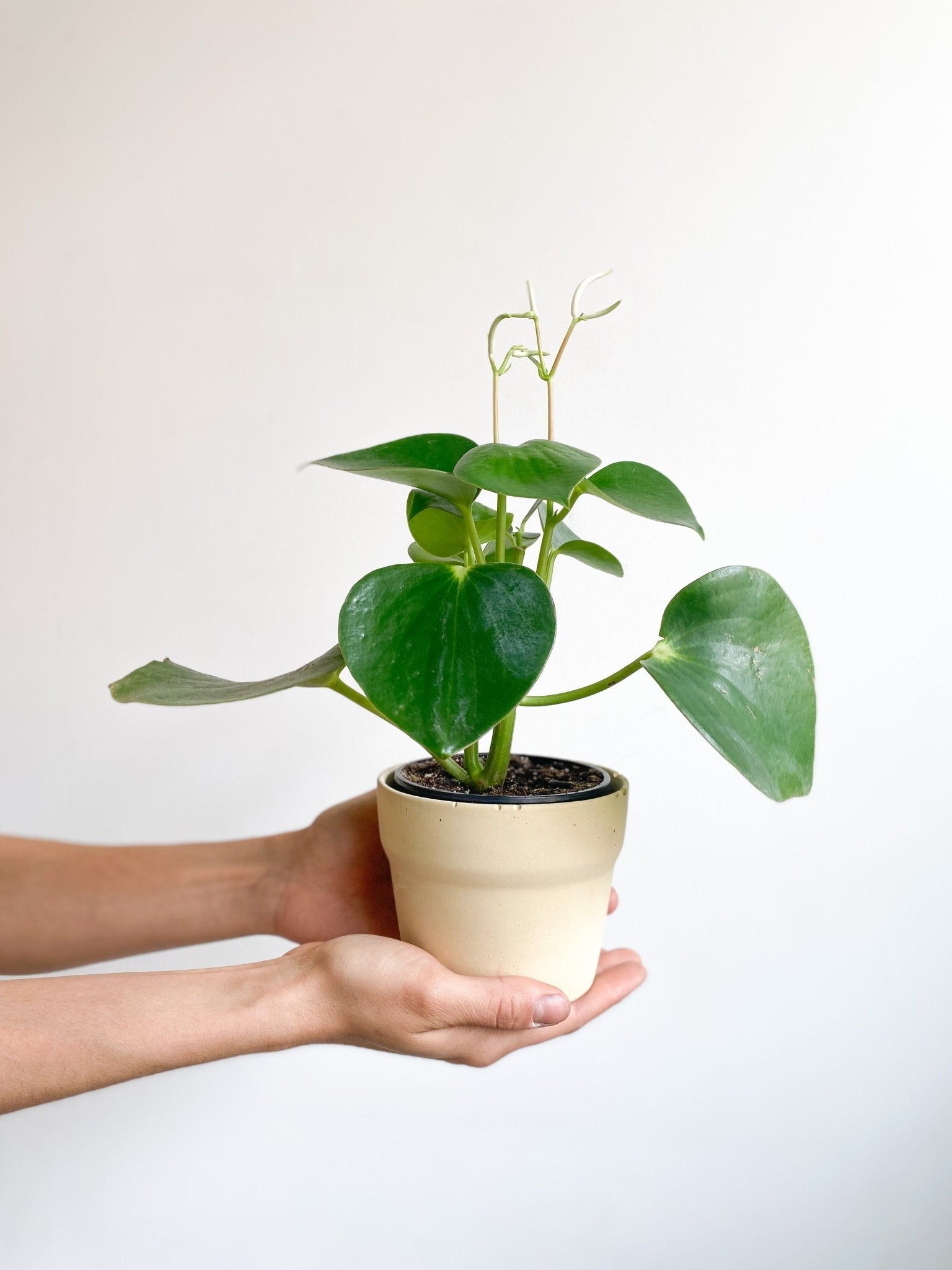 Rain (Peperomia) - Alma Plantes
