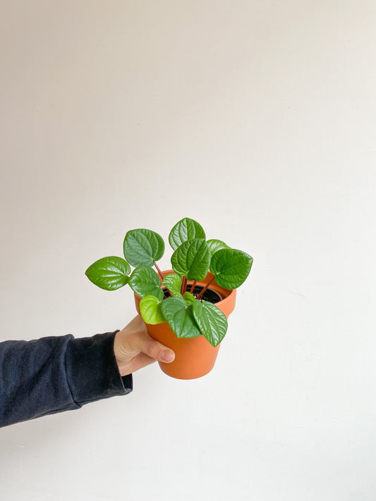 Rana (Peperomia) - Alma Plantes