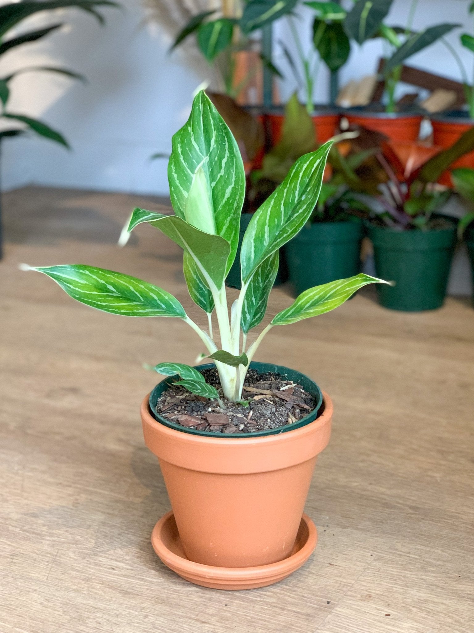 Raoul (Aglaonema) - Alma Plantes