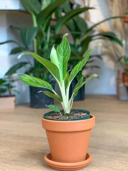 Raoul (Aglaonema) - Alma Plantes