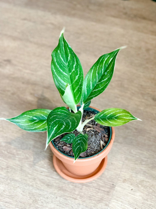 Raoul (Aglaonema) - Alma Plantes