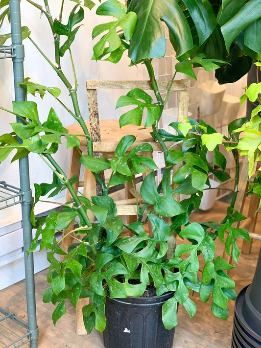 Raphaëlle (Raphidophora) - Alma Plantes