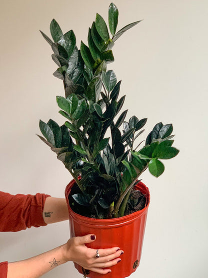 Raven (Zamioculcas) - Alma Plantes