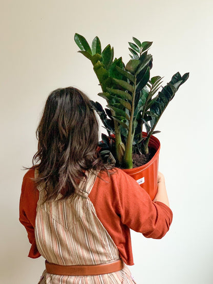 Raven (Zamioculcas) - Alma Plantes