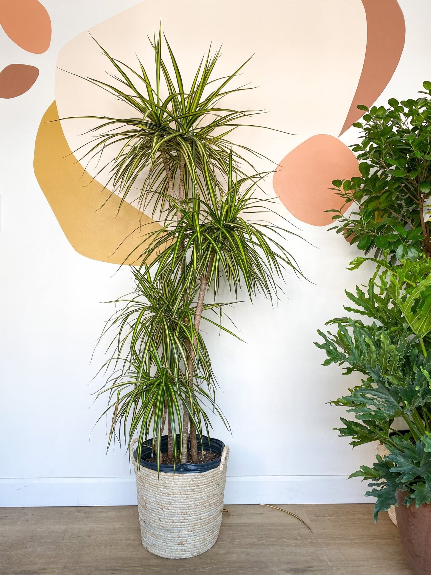 Raymond (Dracaena) - Alma Plantes