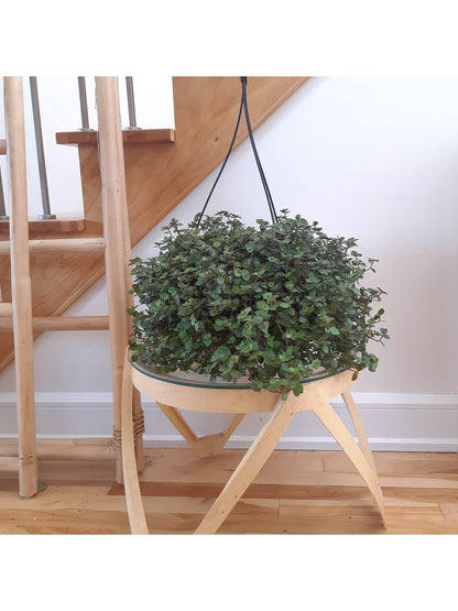 Rea (Callisia) - Alma Plantes