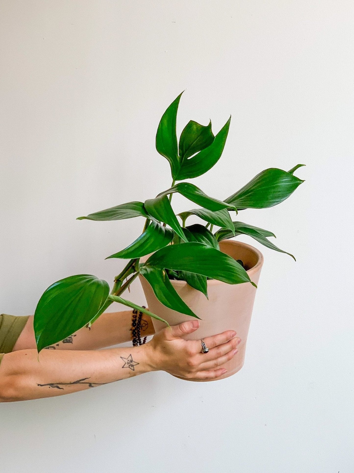 Réal (Raphidophora) - Alma Plantes