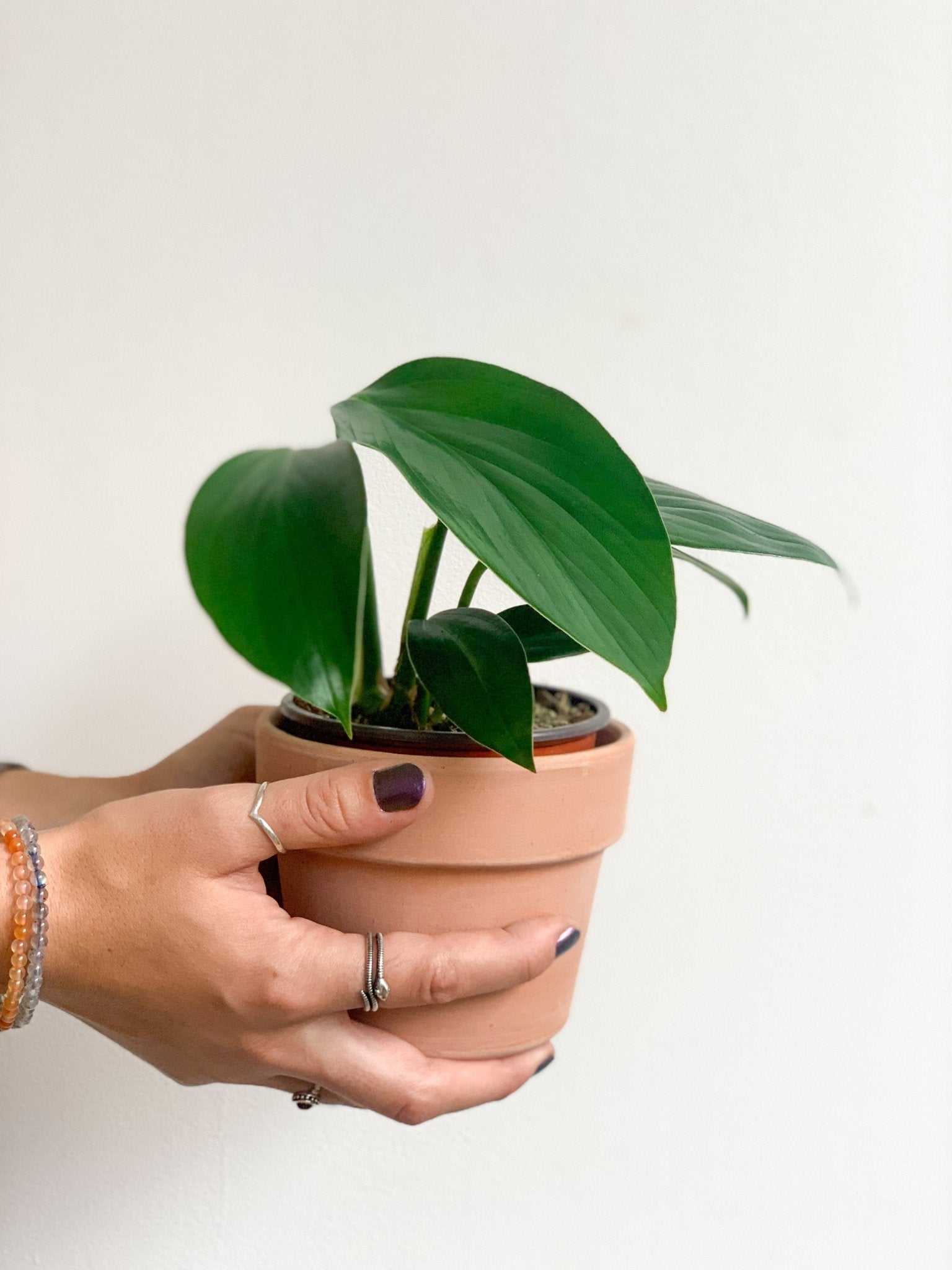 Réal (Raphidophora) - Alma Plantes