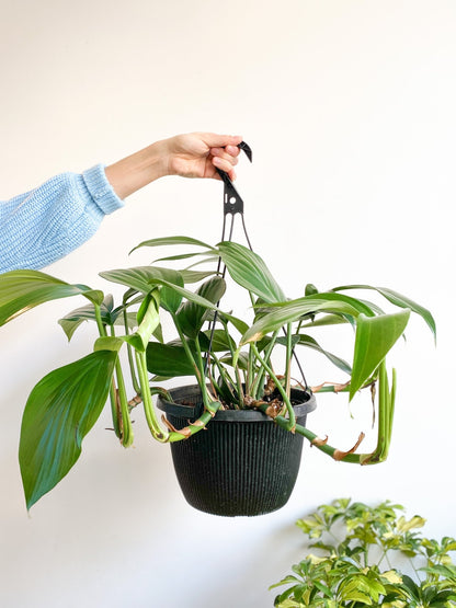 Réal (Raphidophora) - Alma Plantes