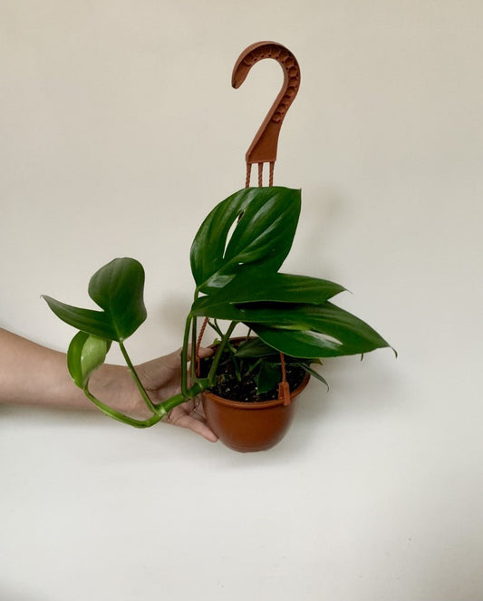 Réal (Raphidophora) - Alma Plantes