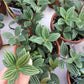 Paula (Peperomia)