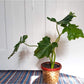 Selloum (Thaumatophyllum) 6 Po.