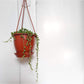 Mr. Bean (Senecio) 5.5 Po. Suspendu