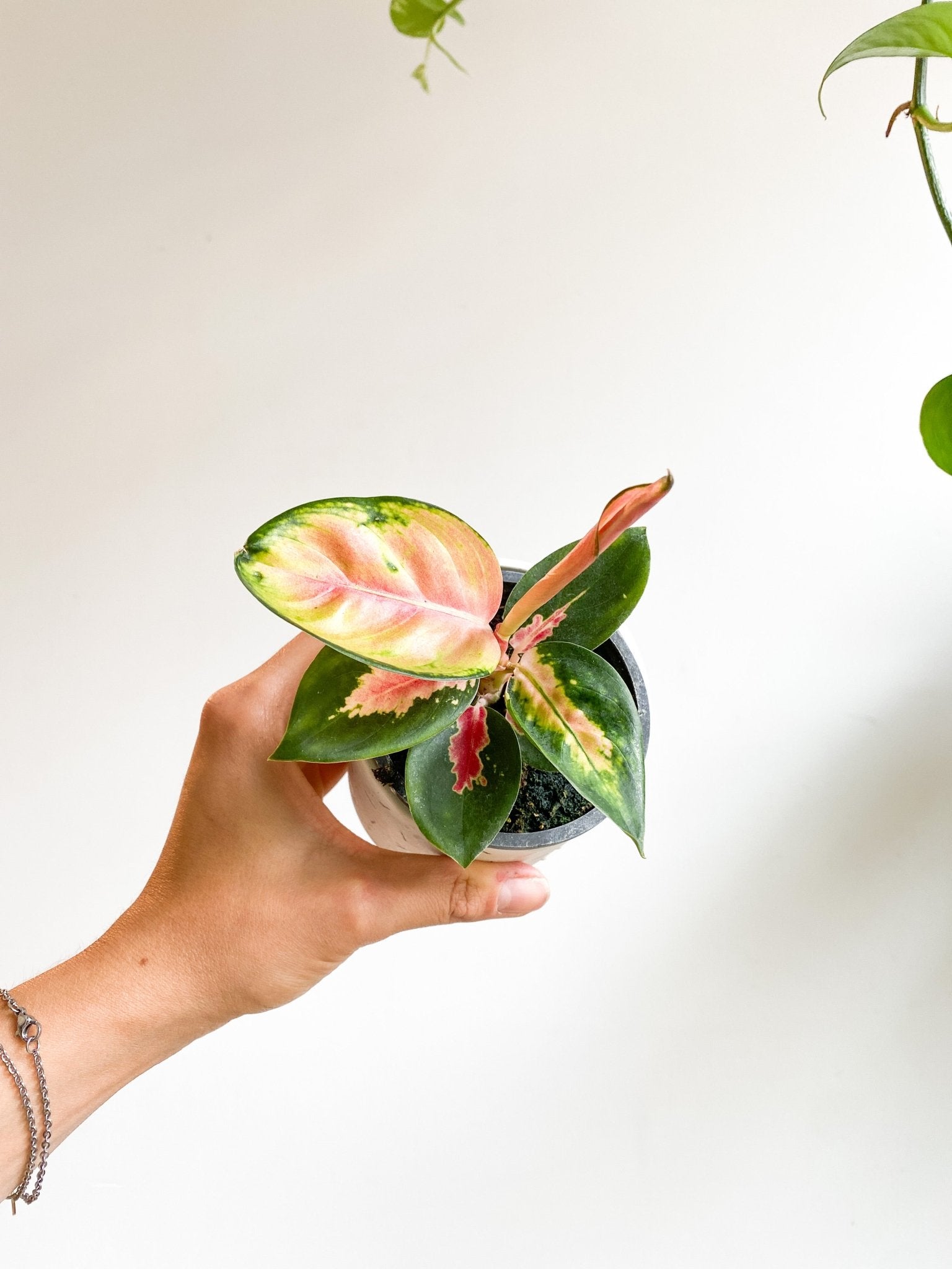 Red Thai (Aglaonema) - Alma Plantes