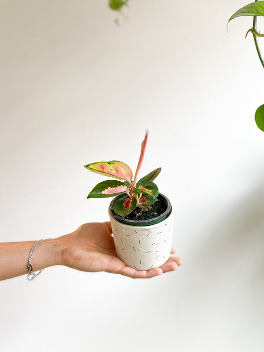 Red Thai (Aglaonema) - Alma Plantes