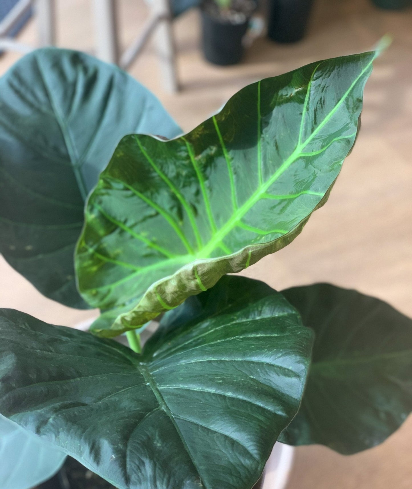 Regina (Alocasia) - Alma Plantes
