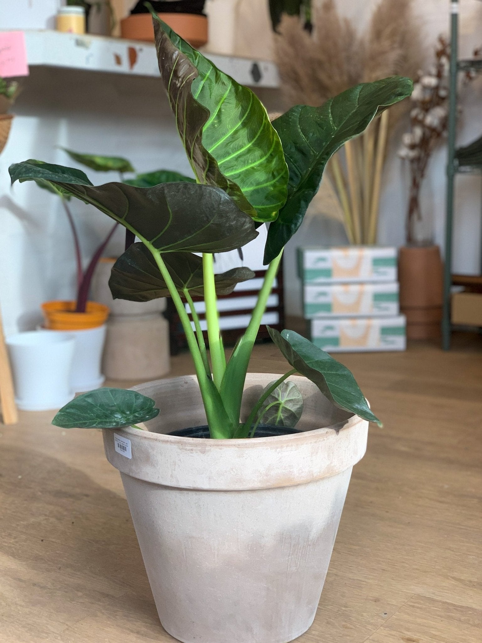 Regina (Alocasia) - Alma Plantes