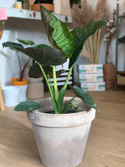 Regina (Alocasia) - Alma Plantes