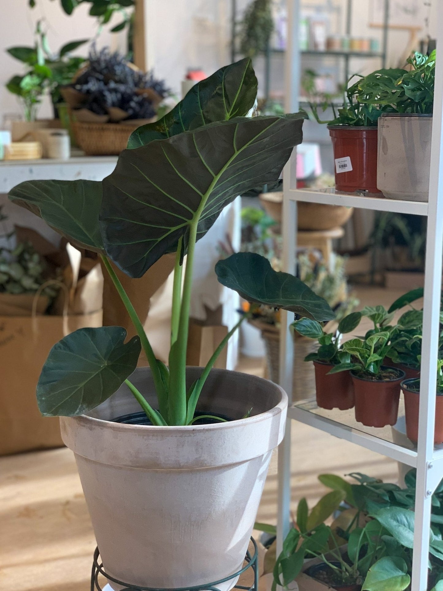 Regina (Alocasia) - Alma Plantes