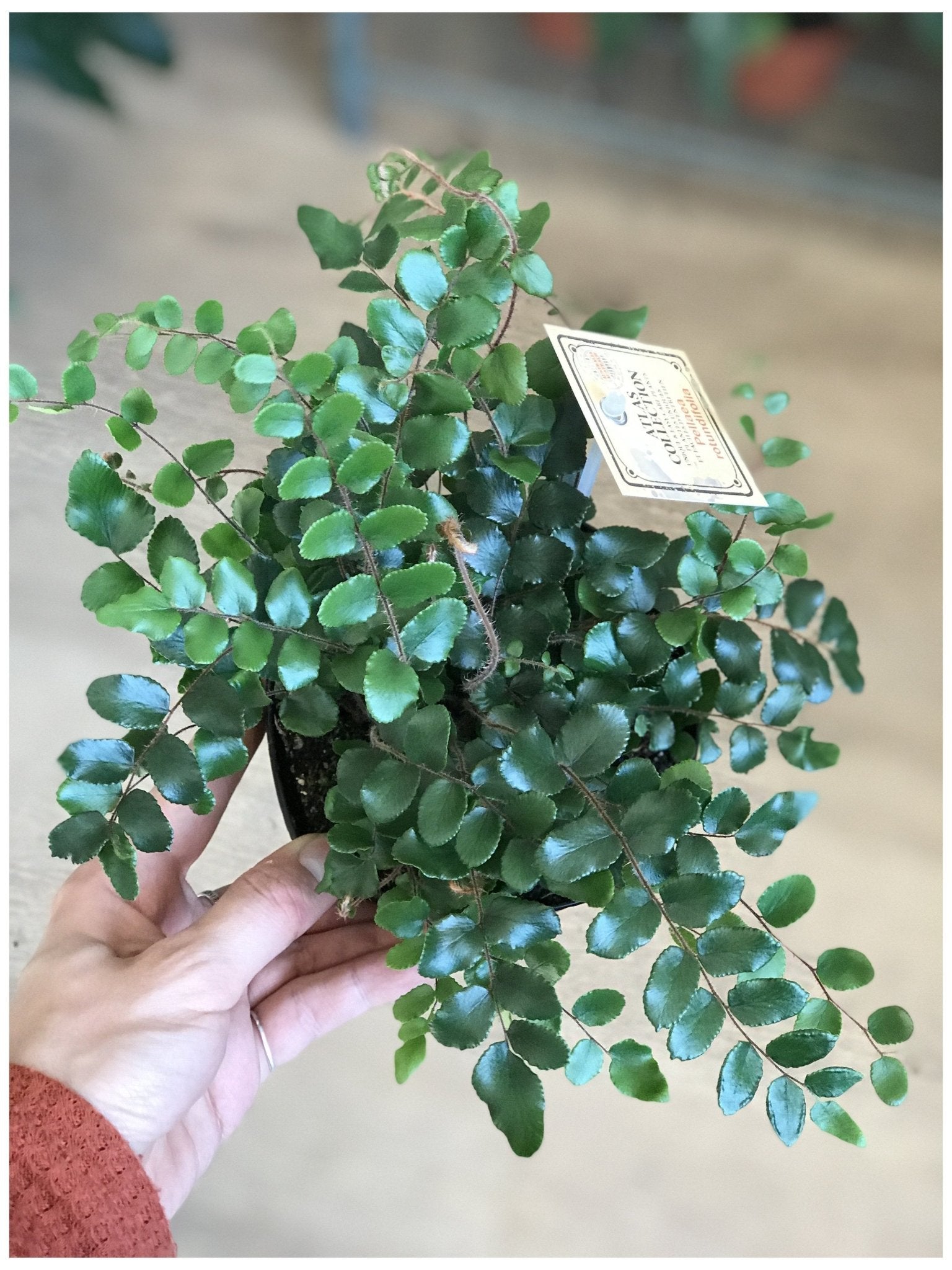 Rémi (fougère) - Alma Plantes