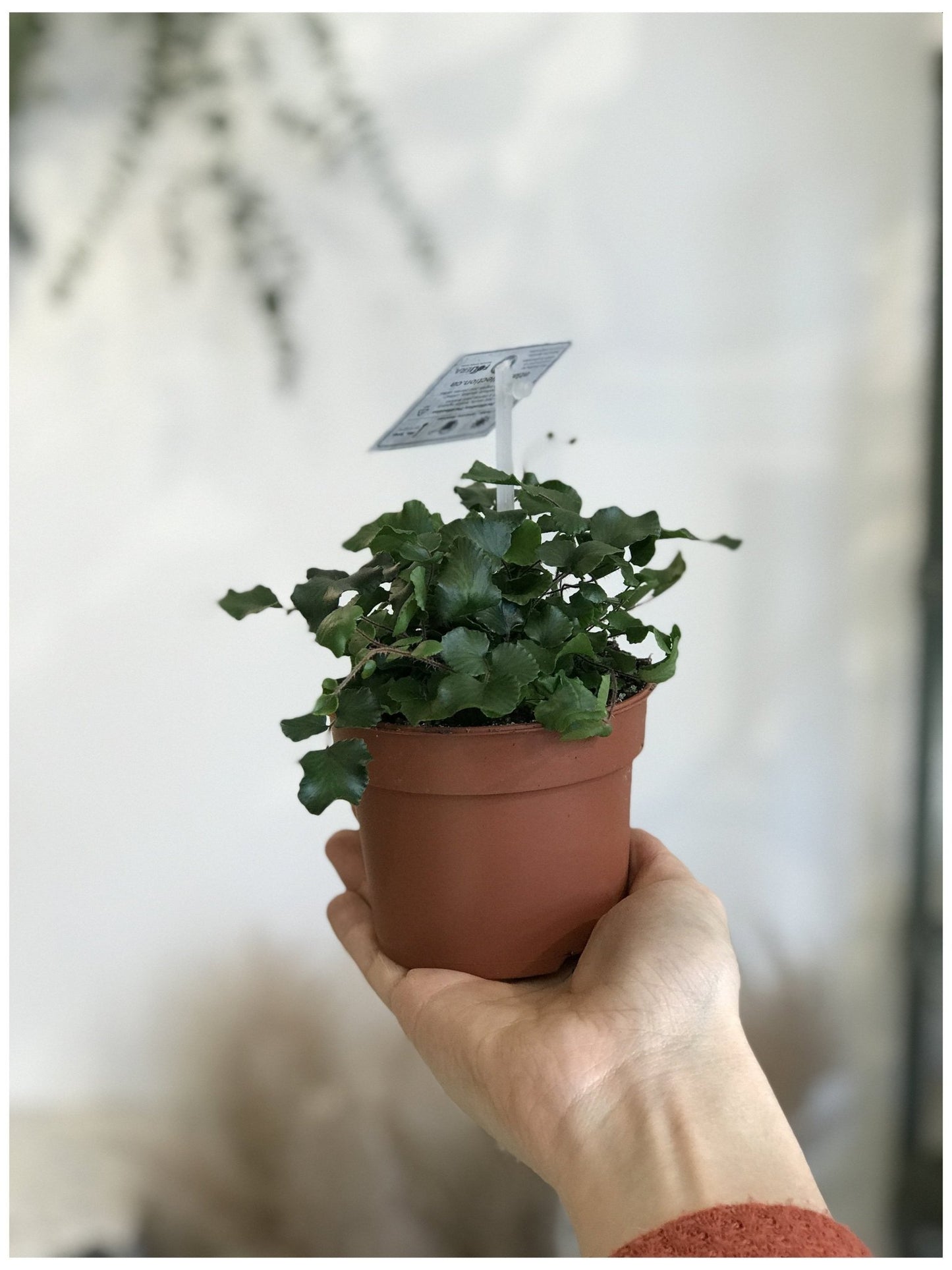 Rémi (fougère) - Alma Plantes