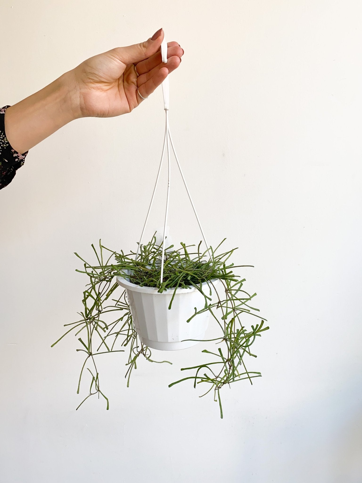 Retusa (Hoya) - Alma Plantes