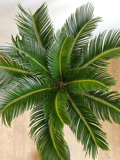 Reva (Cycas) - Alma Plantes