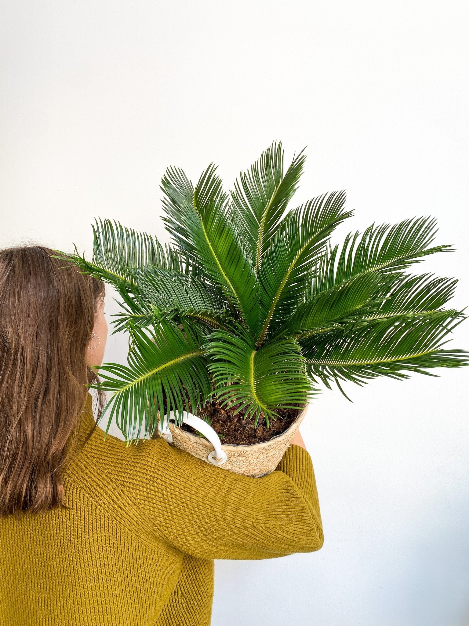 Reva (Cycas) - Alma Plantes