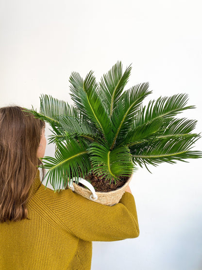 Reva (Cycas) - Alma Plantes